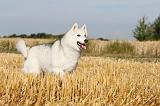 SIBERIAN HUSKY 029